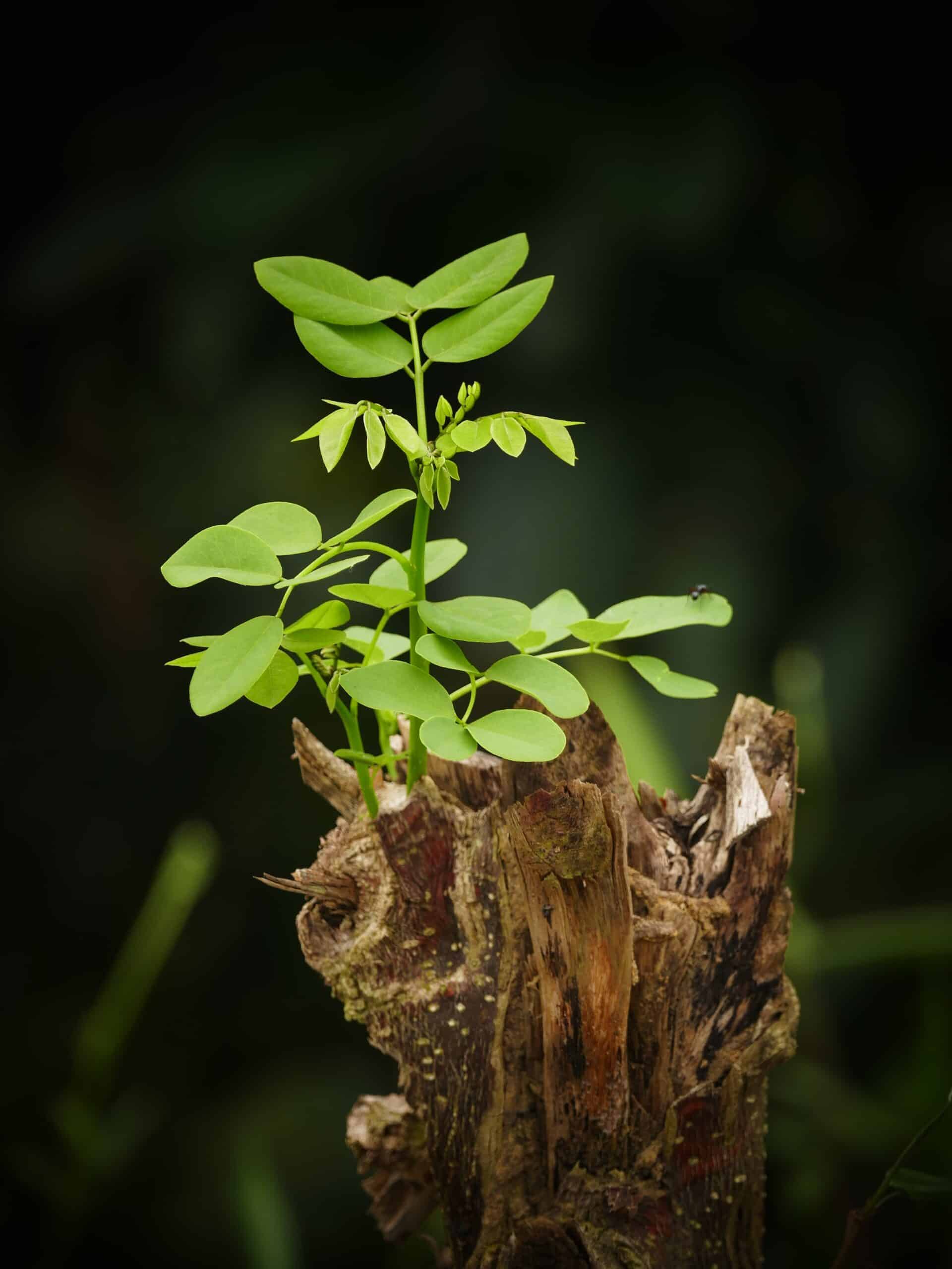 Sapling growing on a stump